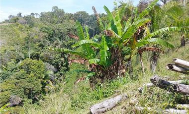 Venta de finca tradicional campesina en san Rafael antioquia