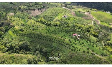 VENTA FINCA 17 CUADRAS ENTRE FILANDIA Y QUIMBAYA