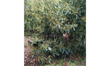 venta de finca en urrao antioquia