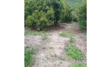 venta de finca en urrao antioquia