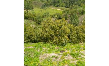 venta de finca en urrao antioquia