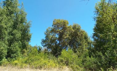 2 HECTAREAS EN VENTA, LA PLACETA, SAN CLEMENTE