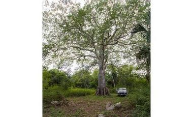 En venta terreno con casona y cenote en Temozón
