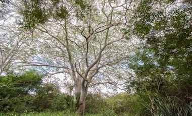 En venta terreno con casona y cenote en Temozón