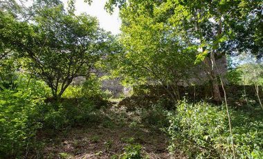 En venta terreno con casona y cenote en Temozón