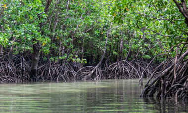TERRENO FRENTE AL MAR A LA VENTA EN CELESTUN