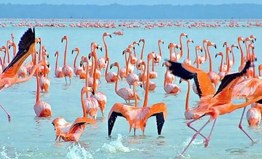 TERRENO FRENTE AL MAR A LA VENTA EN CELESTUN