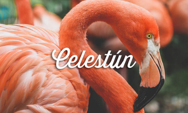 TERRENO FRENTE AL MAR A LA VENTA EN CELESTUN