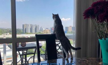 Departamento Venta Lomas del Pedregal, con Roof de 238.00m2.