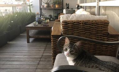 Departamento Venta Lomas del Pedregal, con Roof de 238.00m2.