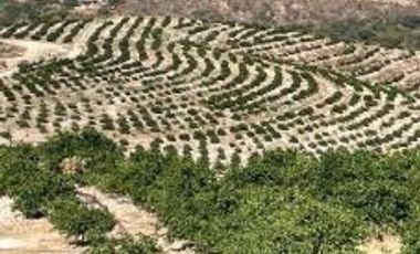 Terreno para siembra en Jalpa, Zacatecas.