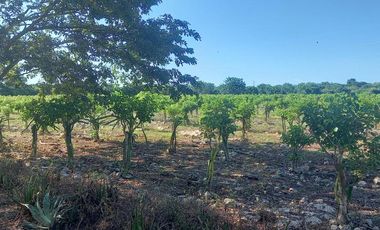 Venta Rancho a Orilla de Carretera en Dzilam Gonzalez Yucatan