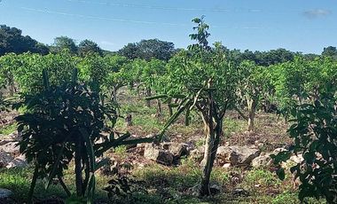 Venta Rancho a Orilla de Carretera en Dzilam Gonzalez Yucatan