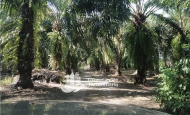 VENDO 19.7 Hectareas  en Berba, cerca de Puerto Armuelles