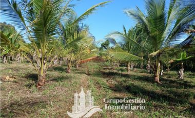 VENDO 19.7 Hectareas  en Berba, cerca de Puerto Armuelles