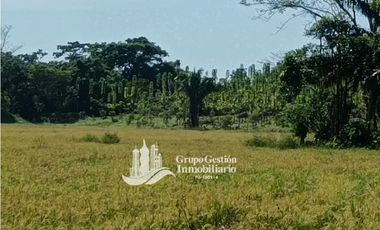 VENDO 19.7 Hectareas  en Berba, cerca de Puerto Armuelles