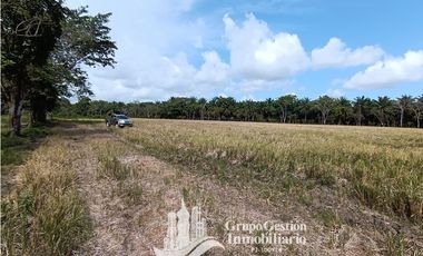 Venta finca 30 hectareas Palmar Puerto Armuelles