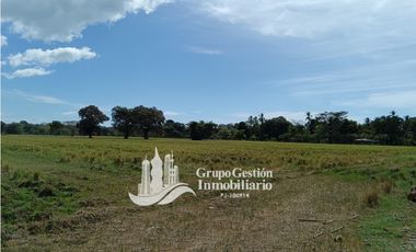 Venta finca 30 hectareas Palmar Puerto Armuelles