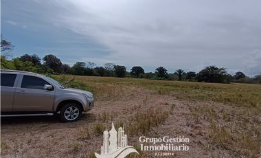 Venta finca 30 hectareas Palmar Puerto Armuelles