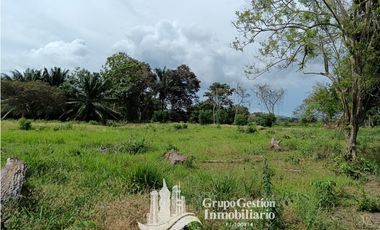 Venta finca 30 hectareas Palmar Puerto Armuelles