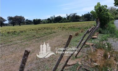 Venta finca 30 hectareas Palmar Puerto Armuelles
