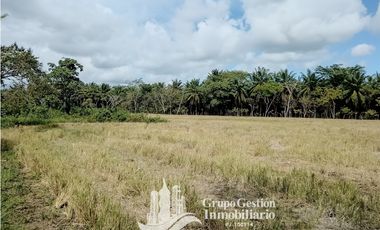 Venta finca 30 hectareas Palmar Puerto Armuelles