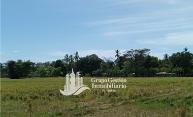 Venta finca 30 hectareas Palmar Puerto Armuelles