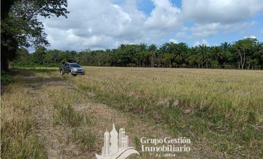 Venta finca 30 hectareas Palmar Puerto Armuelles