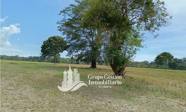 Venta finca 30 hectareas Palmar Puerto Armuelles