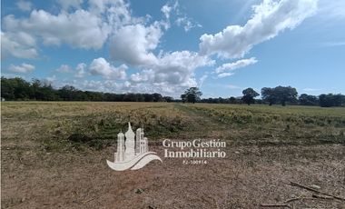 Venta finca 30 hectareas Palmar Puerto Armuelles