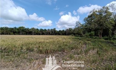 Venta finca 30 hectareas Palmar Puerto Armuelles