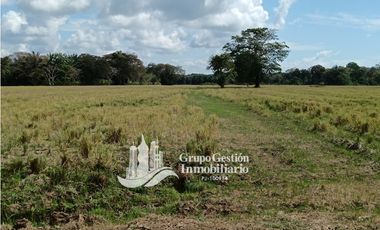 Venta finca 30 hectareas Palmar Puerto Armuelles
