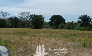 Venta finca 30 hectareas Palmar Puerto Armuelles