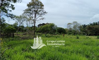 Venta finca 30 hectareas Palmar Puerto Armuelles