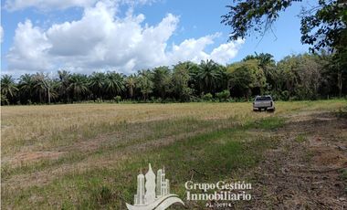 Venta finca 30 hectareas Palmar Puerto Armuelles