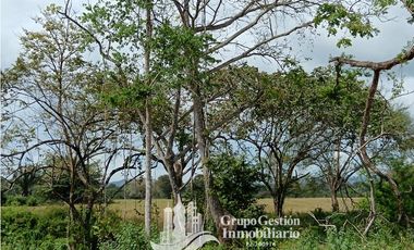 Venta finca 30 hectareas Palmar Puerto Armuelles