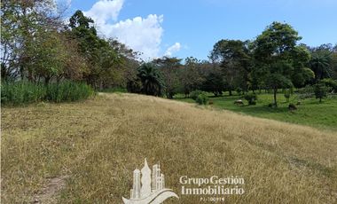 Venta finca 30 hectareas Palmar Puerto Armuelles