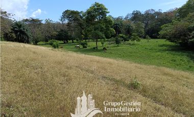Venta finca 30 hectareas Palmar Puerto Armuelles