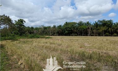 Venta finca 30 hectareas Palmar Puerto Armuelles