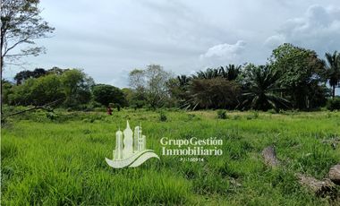 Venta finca 30 hectareas Palmar Puerto Armuelles