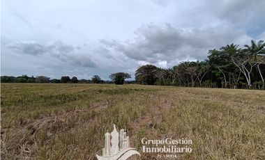 Venta finca 30 hectareas Palmar Puerto Armuelles