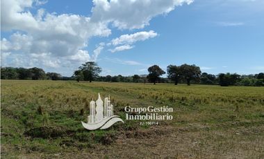 Venta finca 30 hectareas Palmar Puerto Armuelles