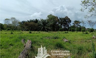 Venta finca 30 hectareas Palmar Puerto Armuelles
