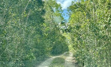 Venta terreno de 1 ha en Puerto Morelos  P3943