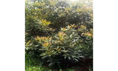 Venta Finca En el Peñol de producción con potencial para parcelar