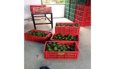 Venta Finca En el Peñol de producción con potencial para parcelar