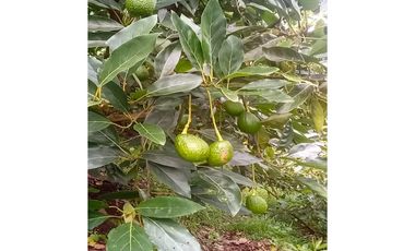 Venta Finca En el Peñol de producción con potencial para parcelar