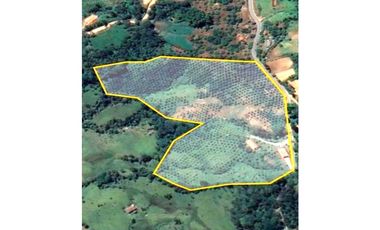 Venta Finca En el Peñol de producción con potencial para parcelar