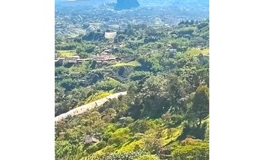 Venta Finca En el Peñol de producción con potencial para parcelar