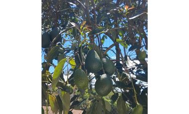 FInca en Venta Vereda Las Merecedes Marinilla